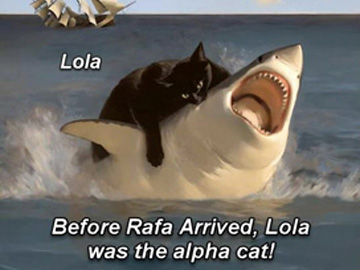 2025-07-29-Rafa the new alpha cat-02-marker