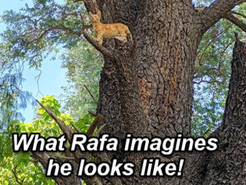 2026-01-09-RafaInCatTreeHouse-02-marker