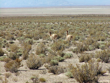 Salta-Apr-03-Ron-142