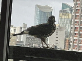 2022-07-07 Huge Falcon 004-marker
