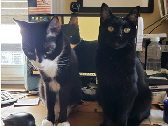 2023-08-25-rustling cat pouches-02-marker
