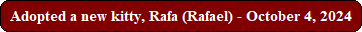 Adopted a new kitty, Rafa (Rafael) - October 4, 2024