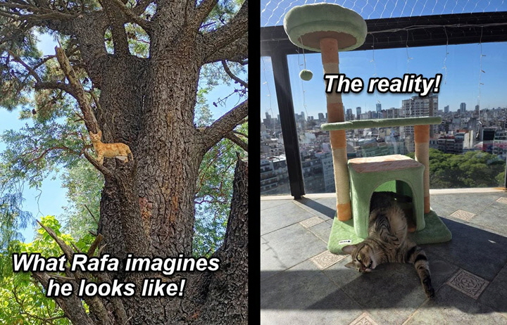 2026-01-09-RafaInCatTreeHouse-02