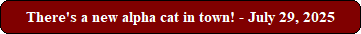 There's a new alpha cat in town! - July 29, 2025