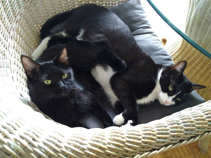 01-It's 80 F  27 C but Lola and Rocky still want to take a nap together!